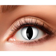 Lentilles chat blanches