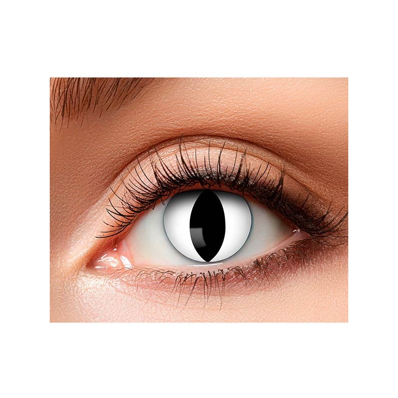 Lentilles chat blanches Lentilles chat blanches
