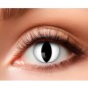 Lentilles chat blanches
